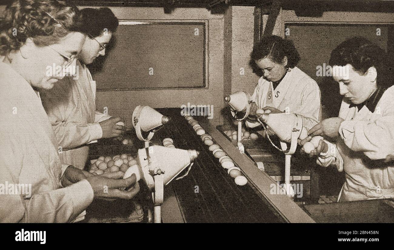 Industria láctea en Gran Bretaña - Industria láctea en Gran Bretaña - una vieja fotografía de la revista que muestra "Candlers" Inglés inspeccionando los huevos para la frescura examinándolos delante de las bombillas eléctricas (originalmente velas) en los días antes de que se establecieran técnicas más modernas. Hoy en día Candeling es un método utilizado en embriología para estudiar el crecimiento y desarrollo de un embrión dentro de un huevo. El método utiliza una fuente de luz brillante detrás del huevo para mostrar detalles a través de la concha, y se llama así porque las fuentes originales de luz utilizadas eran velas Foto de stock