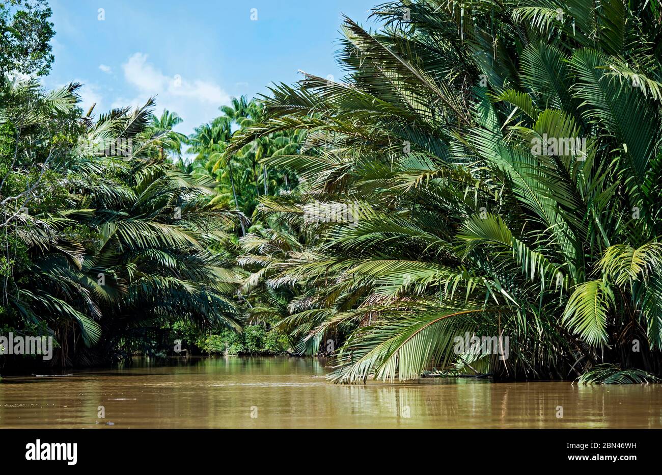 Bosque de palmeras de la nipa ribereña, llanura inundada del río Kinabatangan, Sabah, Borneo, Malasia Foto de stock