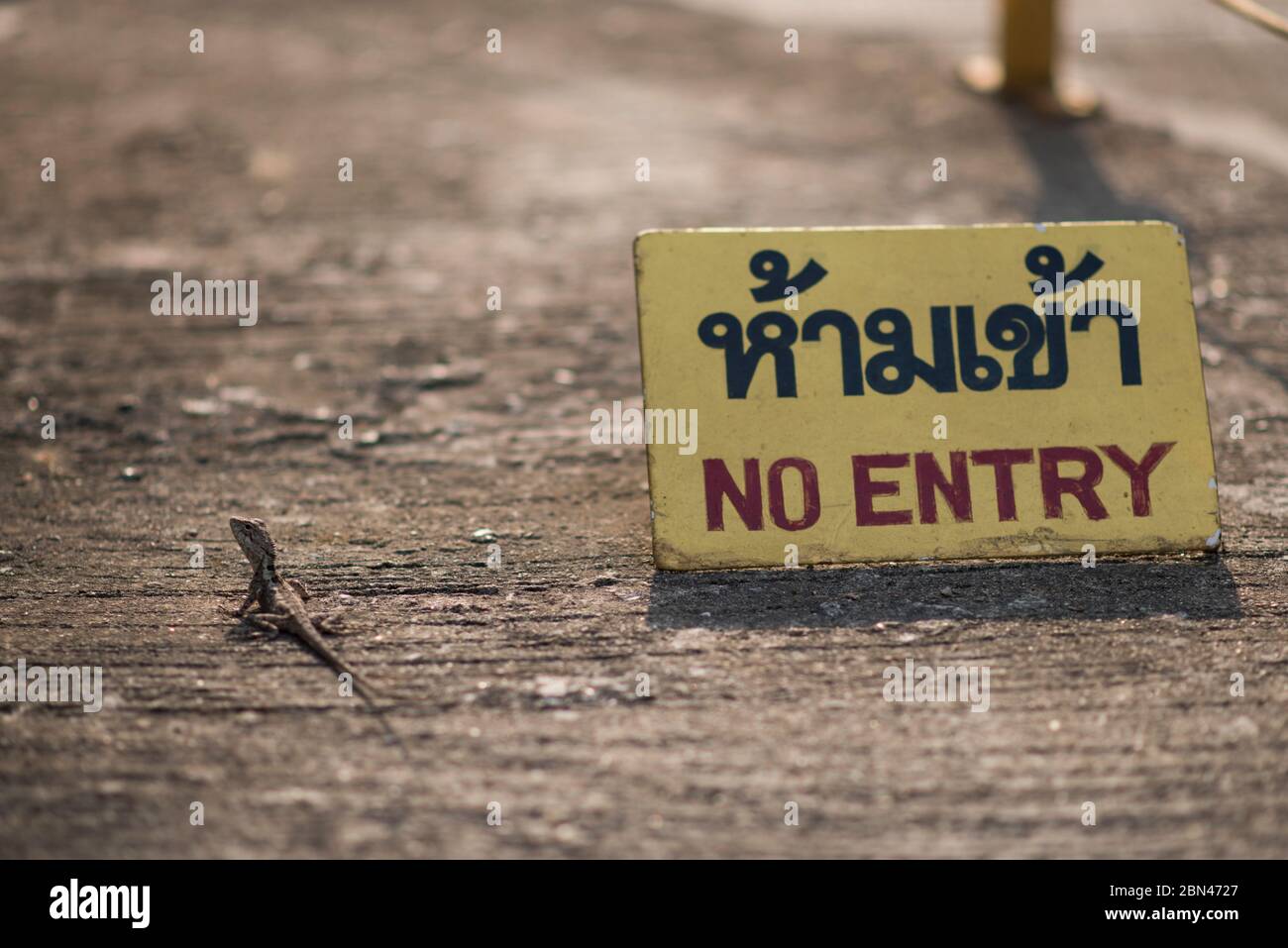Un lagarto pasa por un letrero de no-Entrada escrito en inglés y tailandés, Chiang Rai, Tailandia. Foto de stock