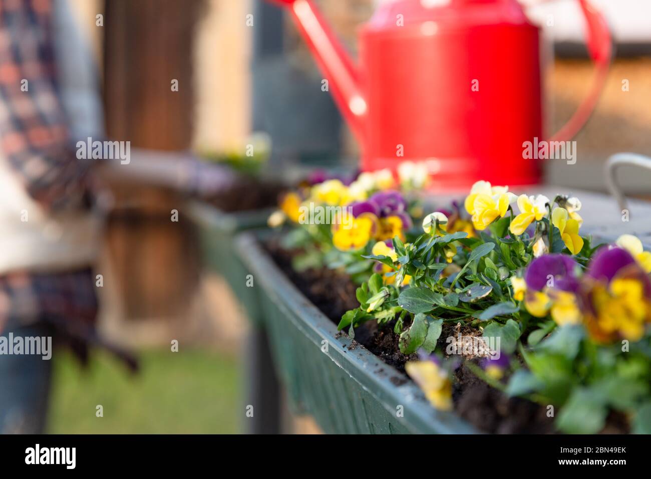 Jardineros manos plantar flores en maceta con tierra o suelo en contenedor en balcón terraza jardín. Concepto de jardinería Foto de stock