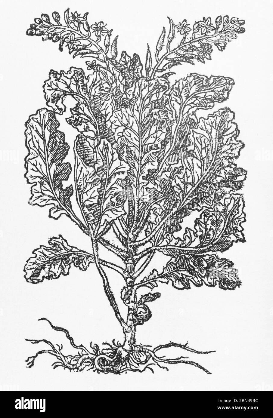 Planta de colewort de jardín tallada de Gerarde Herball, Historia de