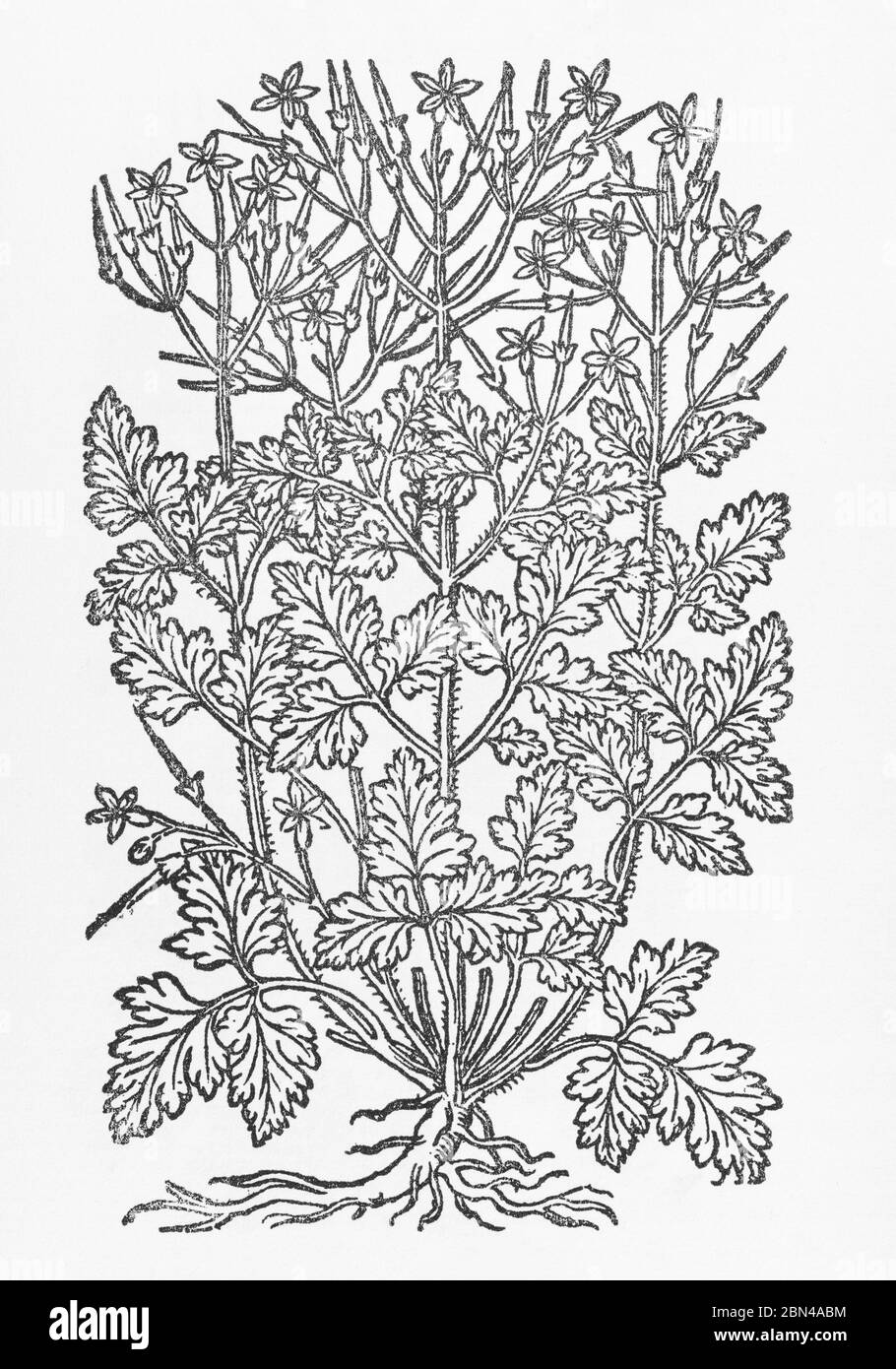 Hierba Robert / Geranium robertianum planta de madera cortada de Gerarde Herball, Historia de las plantas. Es una planta medicinal conocida para los remedios. P794. Foto de stock