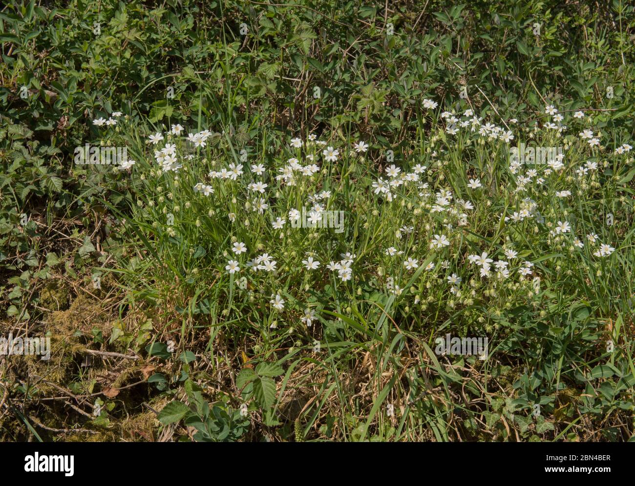 Primavera floración Addersmeat o mayor Stitchwort (Stellaria holostea) Flores silvestres creciendo en un Banco Roadside en Devon Rural, Inglaterra, Reino Unido Foto de stock