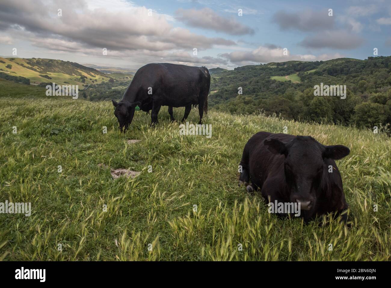 Vacas de campo abierto pastando en su paisaje abierto en el área de la Bahía de California. Foto de stock