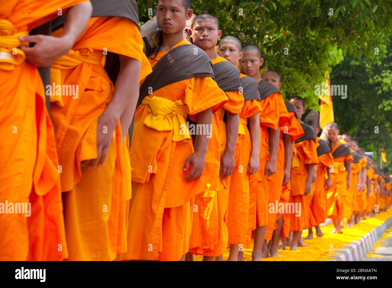 Tailandia: Algunos de los 500 monjes dhutanga que procesan alrededor del foso central de Chiang Mai en un lecho de pétalos de flores. 9 de abril de 2014. Dhutanga (conocido en Tha Foto de stock