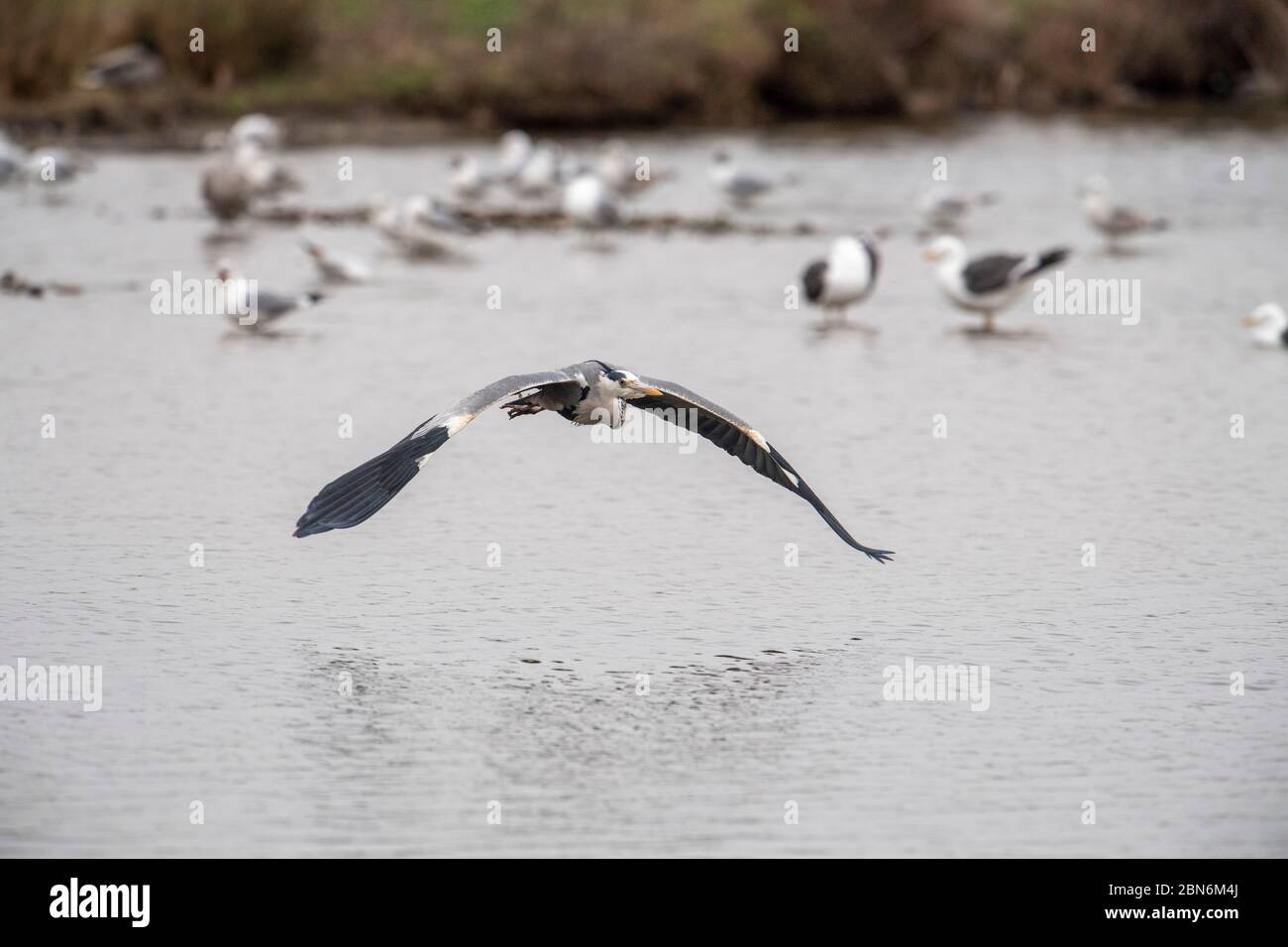 PÁJARO. Garza gris, en vuelo, sobre el agua con gaviotas Foto de stock