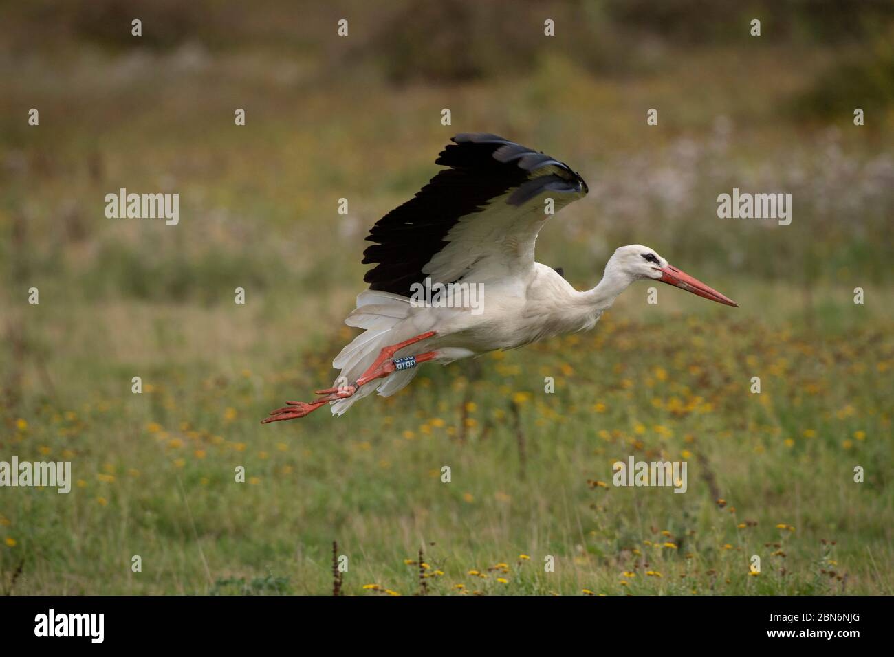 PÁJARO. White Stork, en vuelo, Knapp Estate Sussex Reino Unido Foto de stock