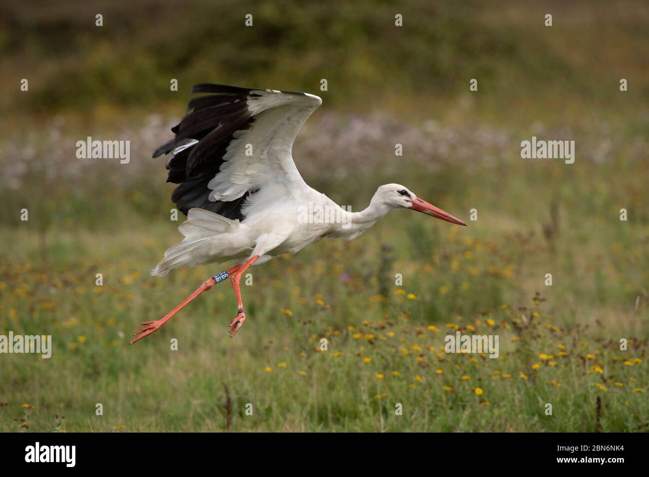PÁJARO. White Stork, en vuelo, Knapp Estate Sussex Reino Unido Foto de stock