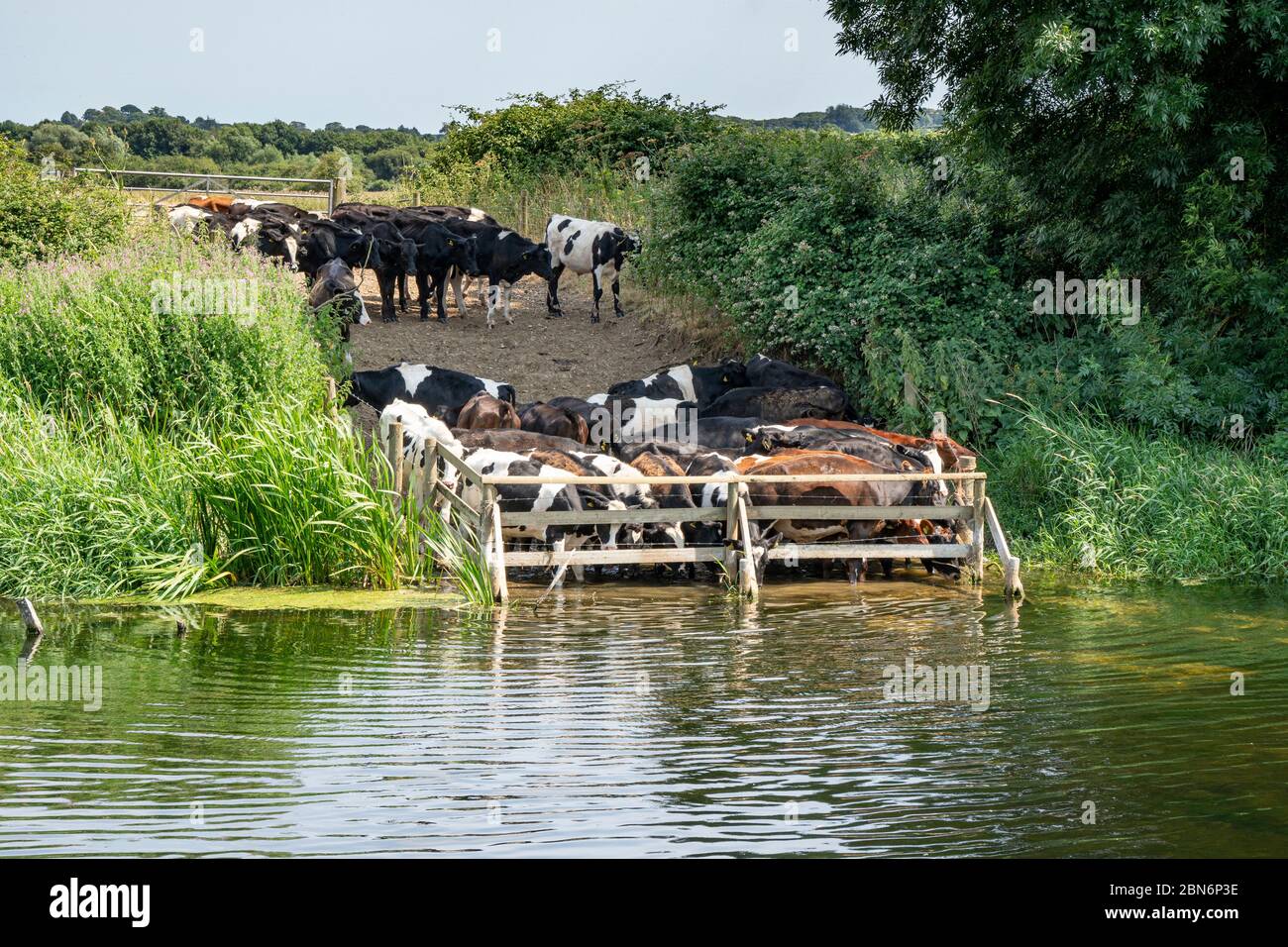 Vacas bebiendo en el borde del río Foto de stock