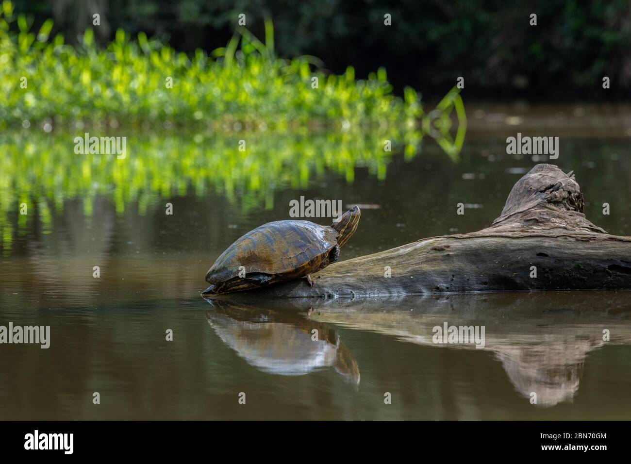 Una tortuga de vientre amarillo (Trachemys scripta scripta), Costa Rica Foto de stock