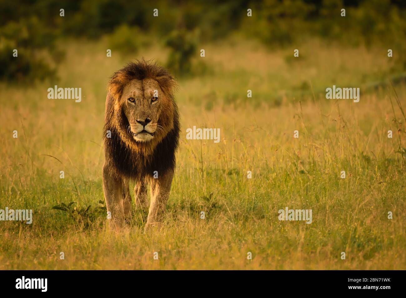 Un león guapo mirando a la cámara, Maasai Mara, Kenia Foto de stock