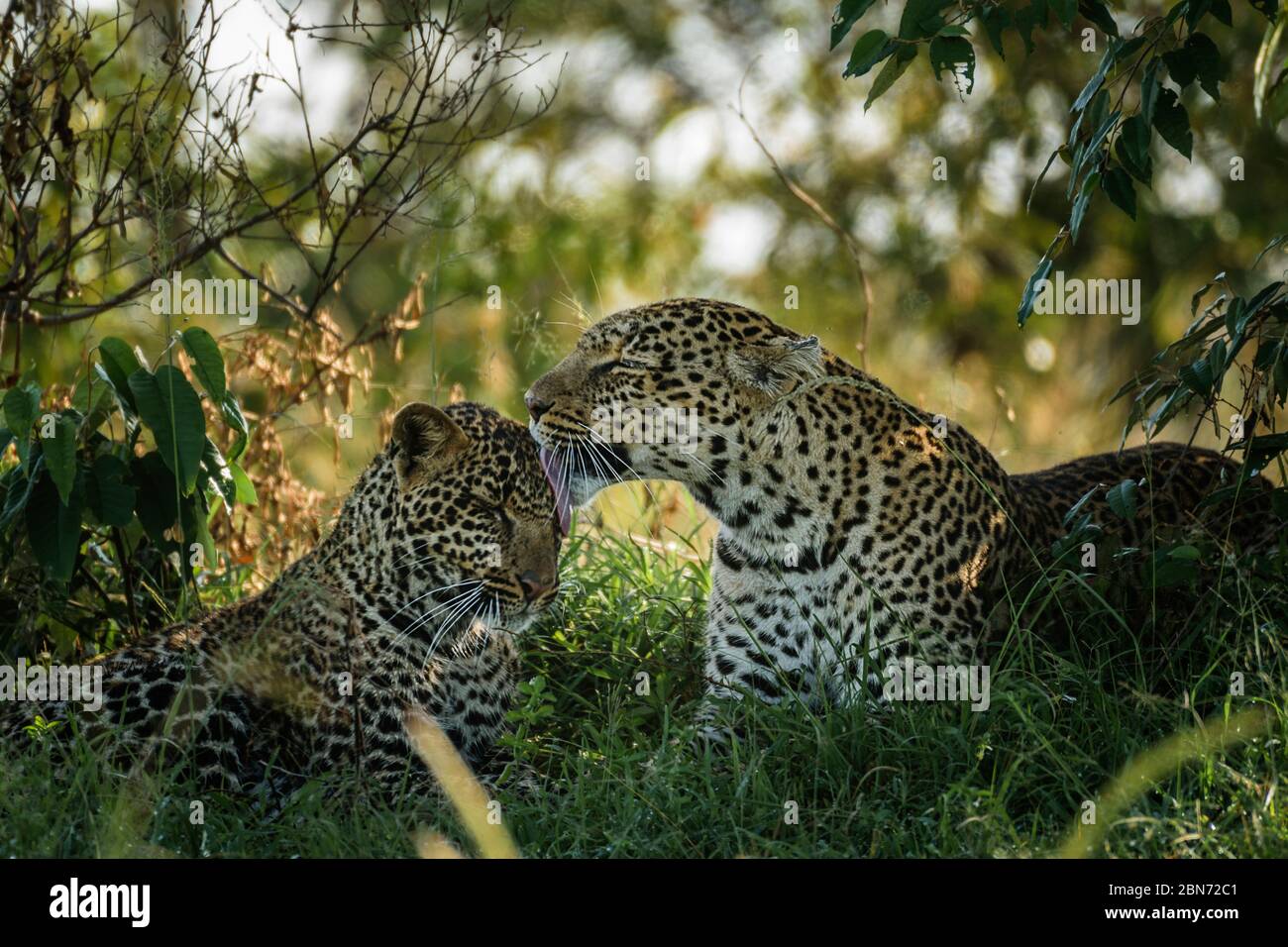 Madre de leopardo y cachorro mostrando afecto, Maasai Mara, Kenia Foto de stock