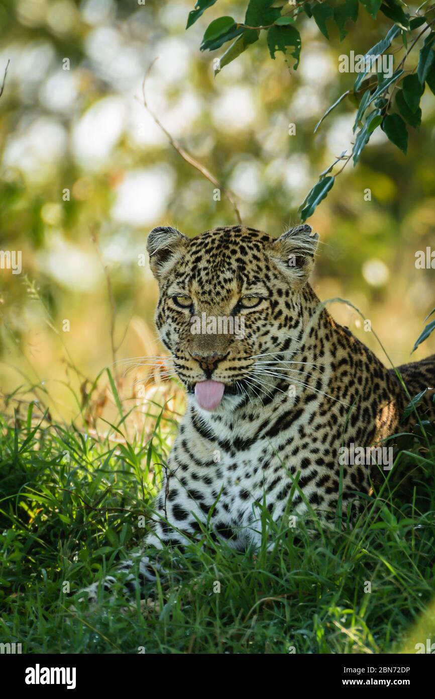 Leopardo mostrando su lengua, Maasai Mara, Kenia Foto de stock