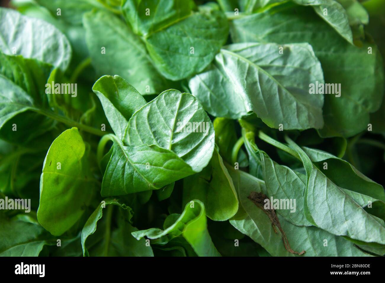 Hojas verdes de espinacas chinas (también conocidas como Amaranthus dubius). Conocido Arai keerai en lengua tamil. Foto de stock
