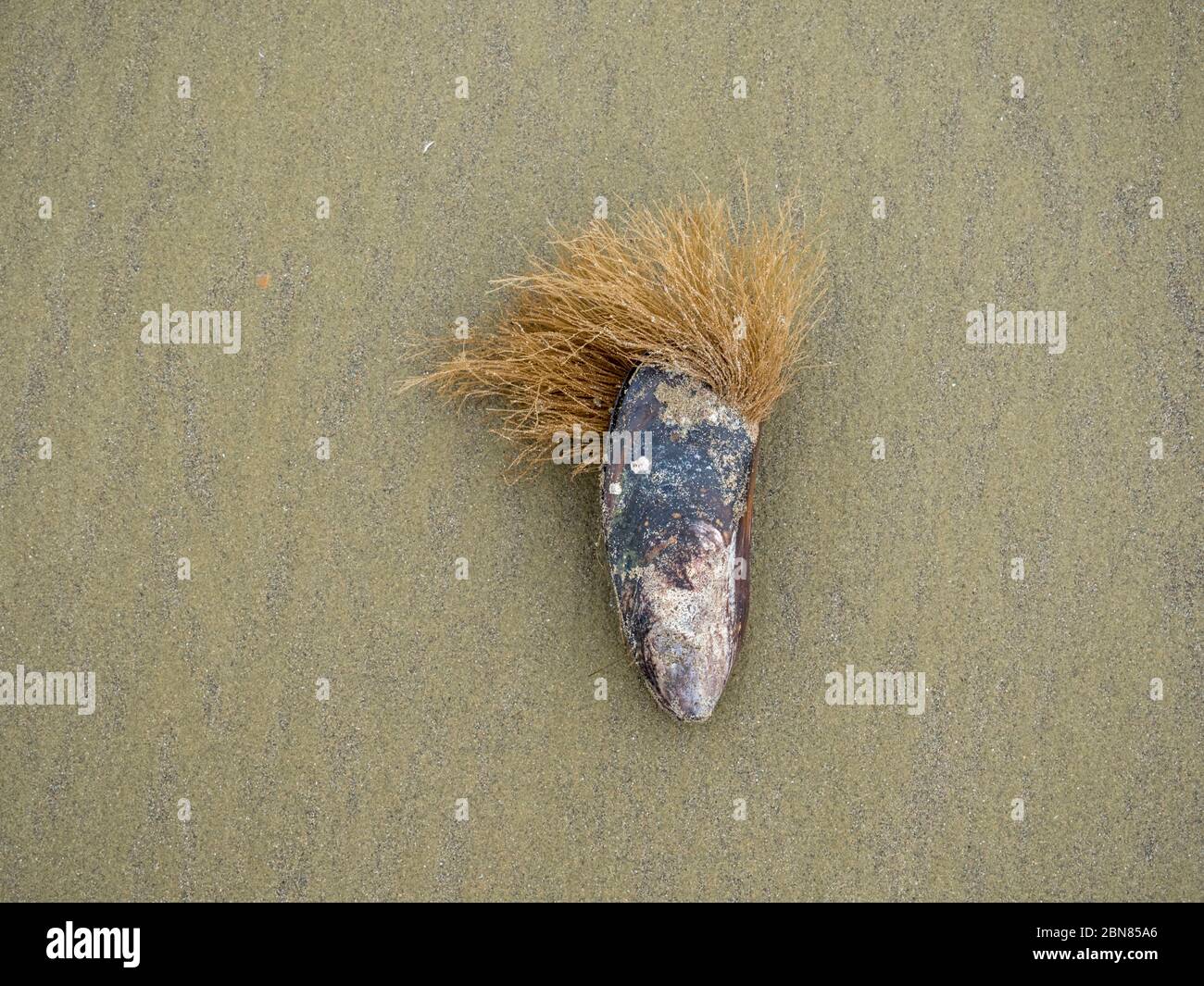 Una concha de mussle en una playa de arena con una gran barba creciendo. Parece una cabeza con pelo. Foto de stock