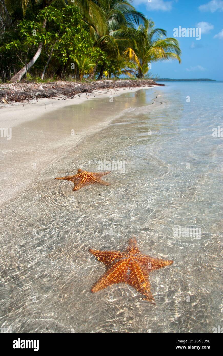 Playa de estrellas, isla Colón. Bocas del Toro.Panamá Fotografía de stock -  Alamy