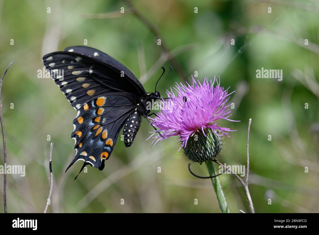 Cola de cisne negra, Papilio polyxenes Foto de stock