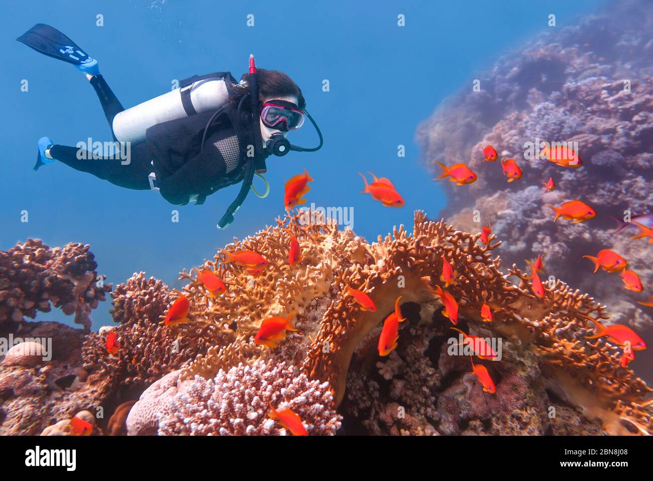 Joven holandés buceando en el mar azul con peces de naranja Foto de stock