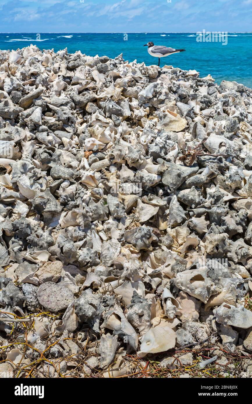Un montón de Karko vacío en la costa cerca de agua de mar en la isla Bonaire Foto de stock