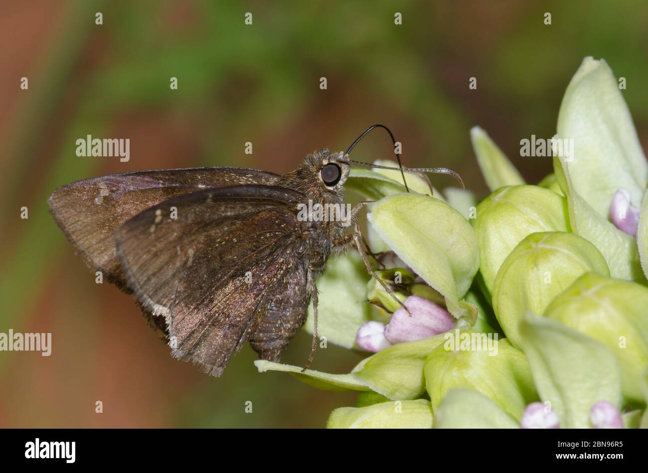 Confuso Cloucywing, Thorybes confusis, nectaring en verde milkweed, Asclepias viridis Foto de stock