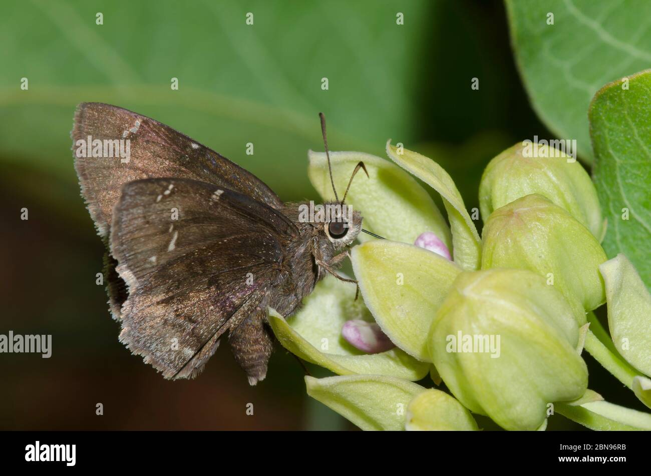 Confuso Cloucywing, Thorybes confusis, nectaring en verde milkweed, Asclepias viridis Foto de stock
