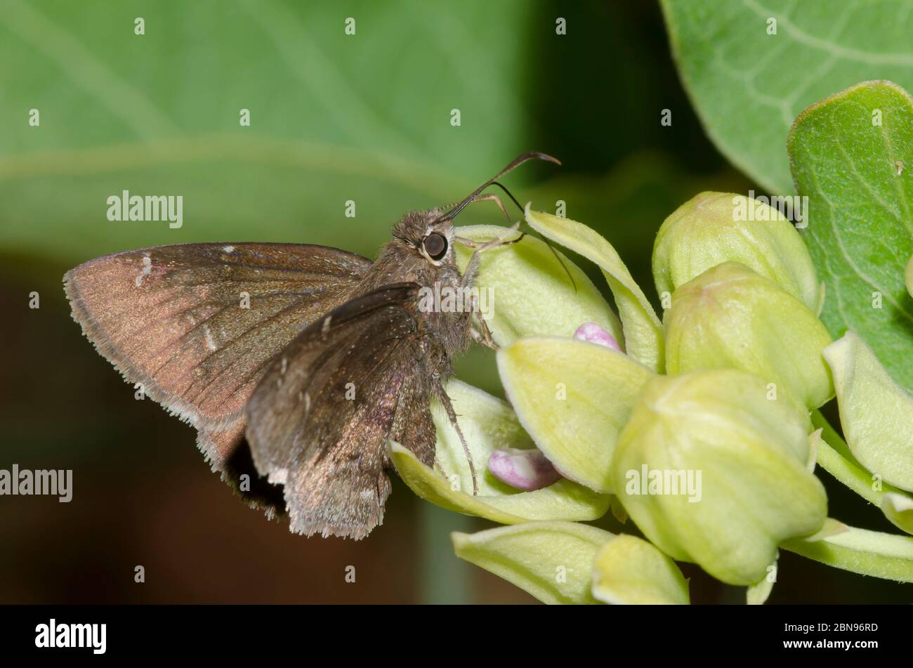 Confuso Cloucywing, Thorybes confusis, nectaring en verde milkweed, Asclepias viridis Foto de stock