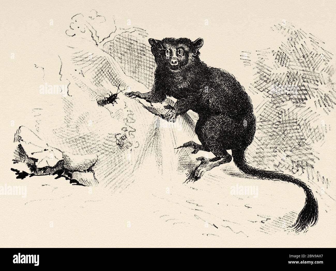 Galágidos (Galagidae) familia de primates estrepsirrinos conocidos como galagos. Pequeños animales nocturnos de África. Antiguo grabado animal ilustración siglo 19 Foto de stock