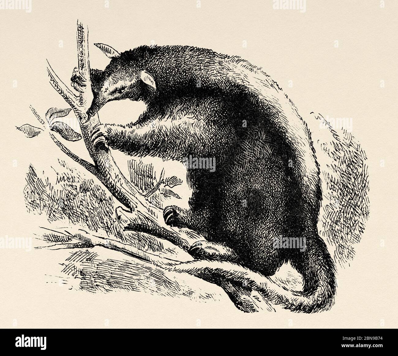 El Oso mayor o el anteador amazónico (Tamandua tetradactyla) especie de tamandua de América del Sur. Antiguo grabado animal ilustración siglo 19 Foto de stock
