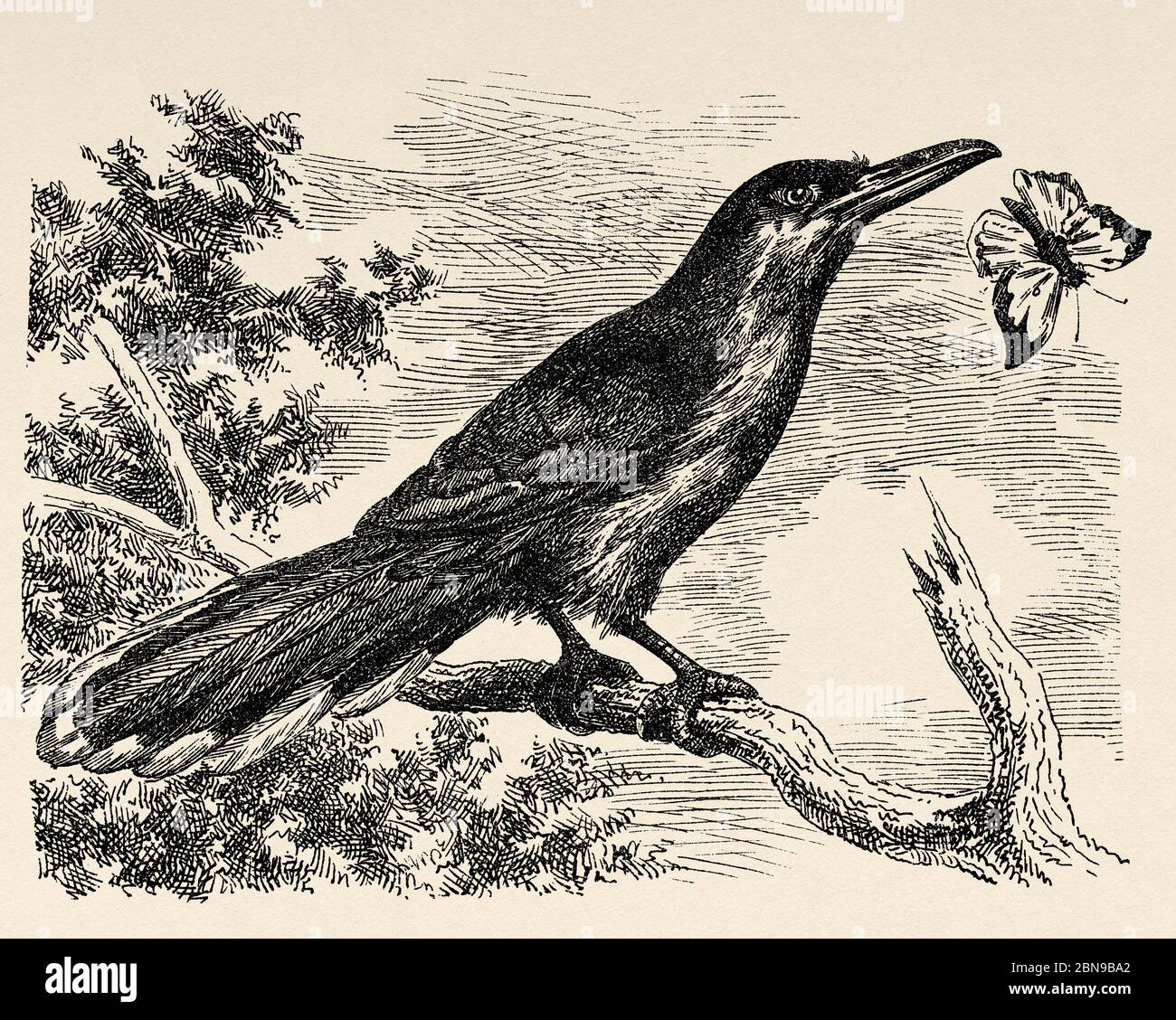 Saurotero. Ave trepadora americana, con un pico largo y delgado y una punta doblada. Antiguo grabado animal ilustración siglo 19 Foto de stock
