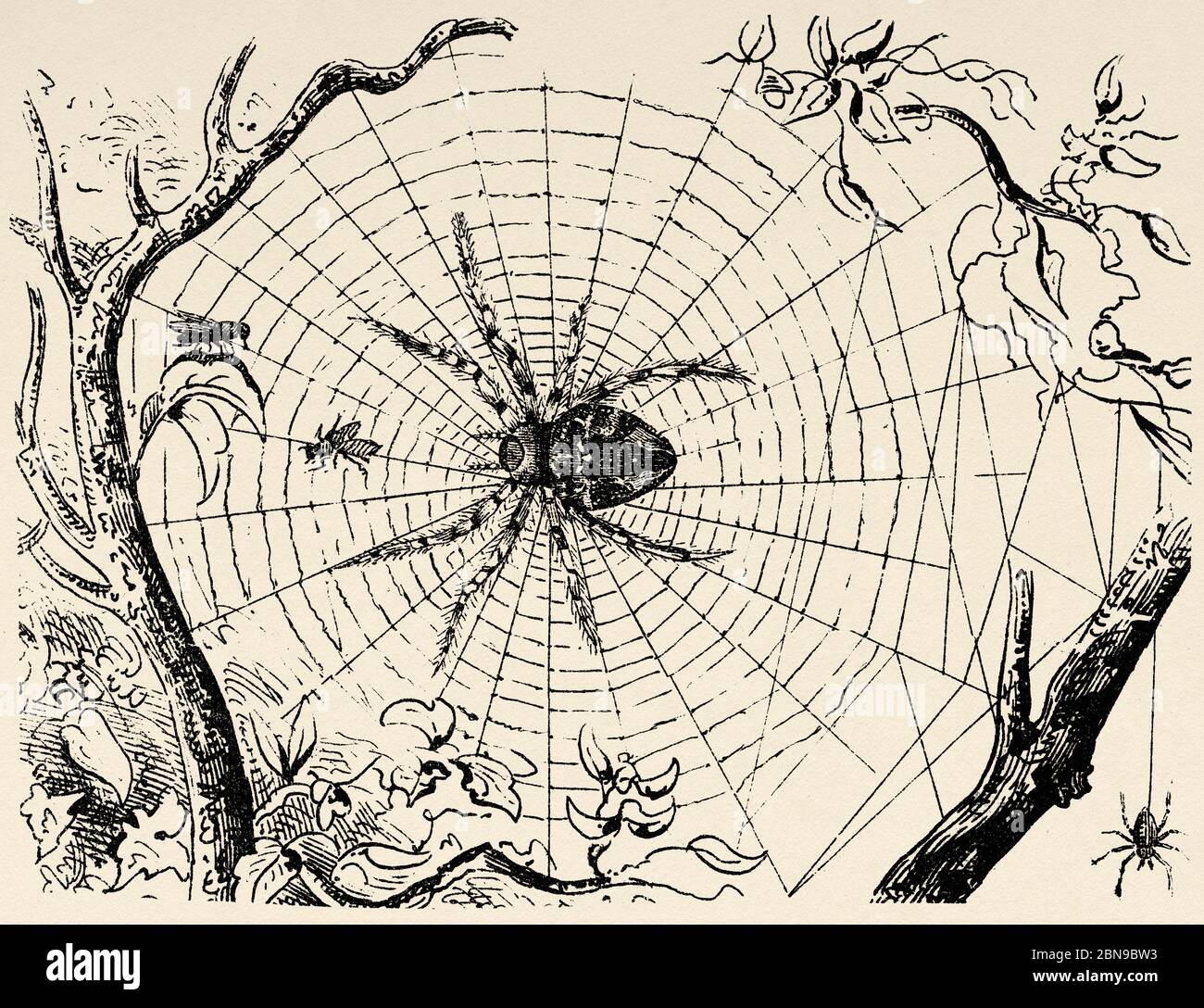 Tegenaria domestica es una araña araneomórfica de la familia Agelenidae. Antiguo grabado animal ilustración siglo 19 Foto de stock