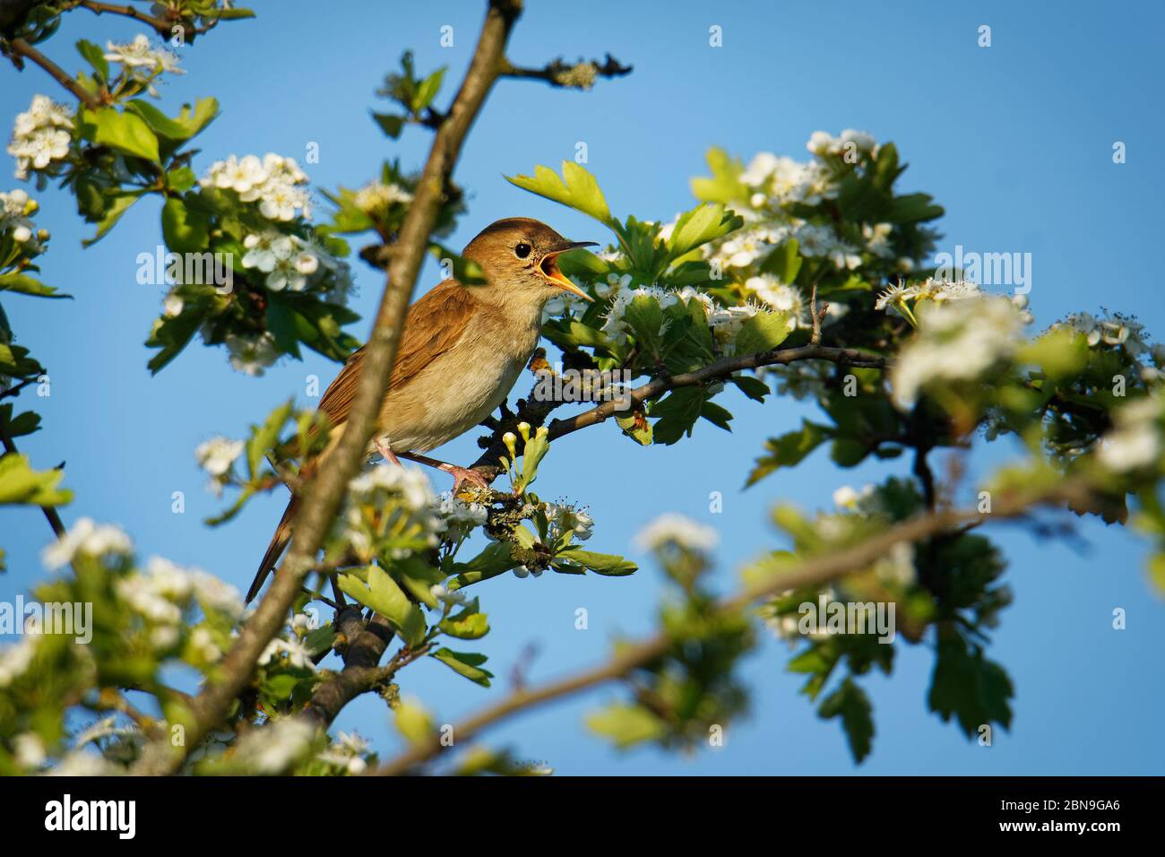 Nightingale - Luscinia megarhynchos también conocido como rufous nightingale, pequeño ave passerina marrón más conocido por su poderosa y hermosa canción. Foto de stock