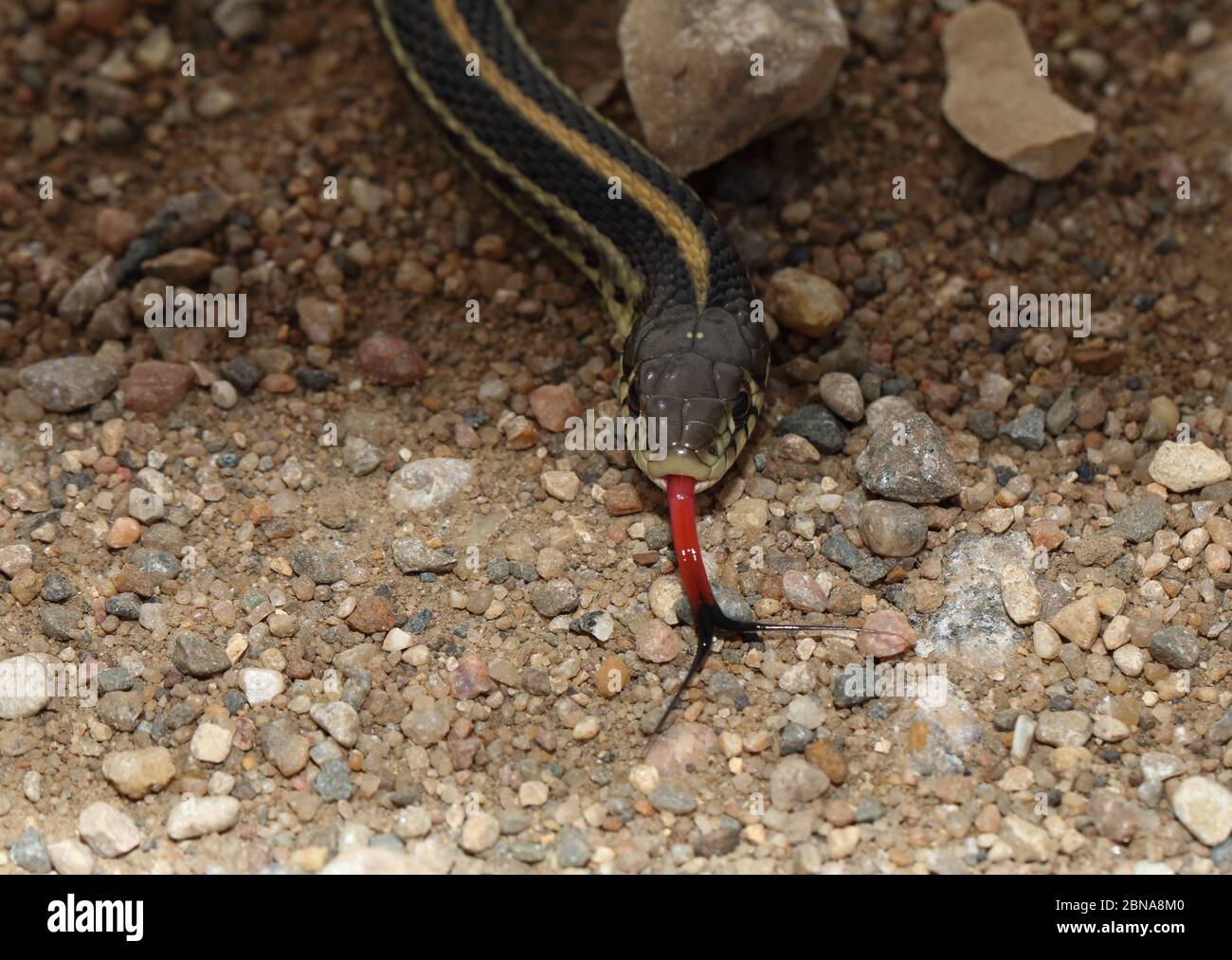 Western Plains Garter Snake 19 de septiembre de 2015 Condado de Minnehaha, Dakota del Sur Foto de stock