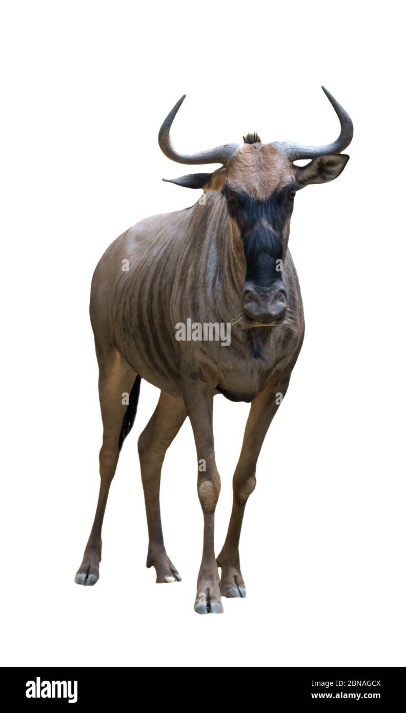 wildebeest o gnu aislado sobre fondo blanco Foto de stock