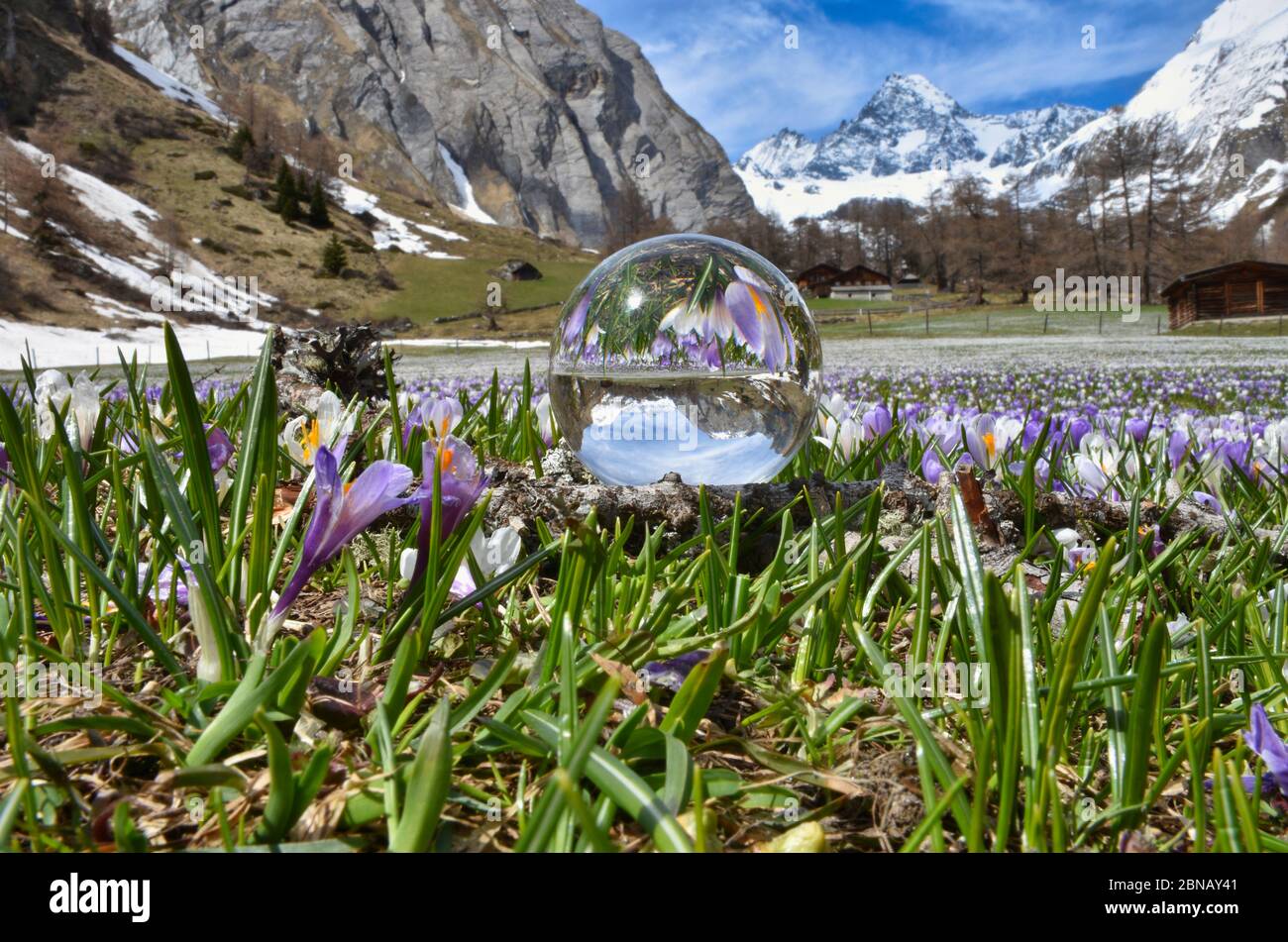 Großglockner, Glaskugel, Spiegelbild, spiegeln, gespiegelt, Almwiese, Krokus, Krokusse, Blumenwiese, Frühlingswiese, höchster Berg Österreichs, Ködnit Foto de stock