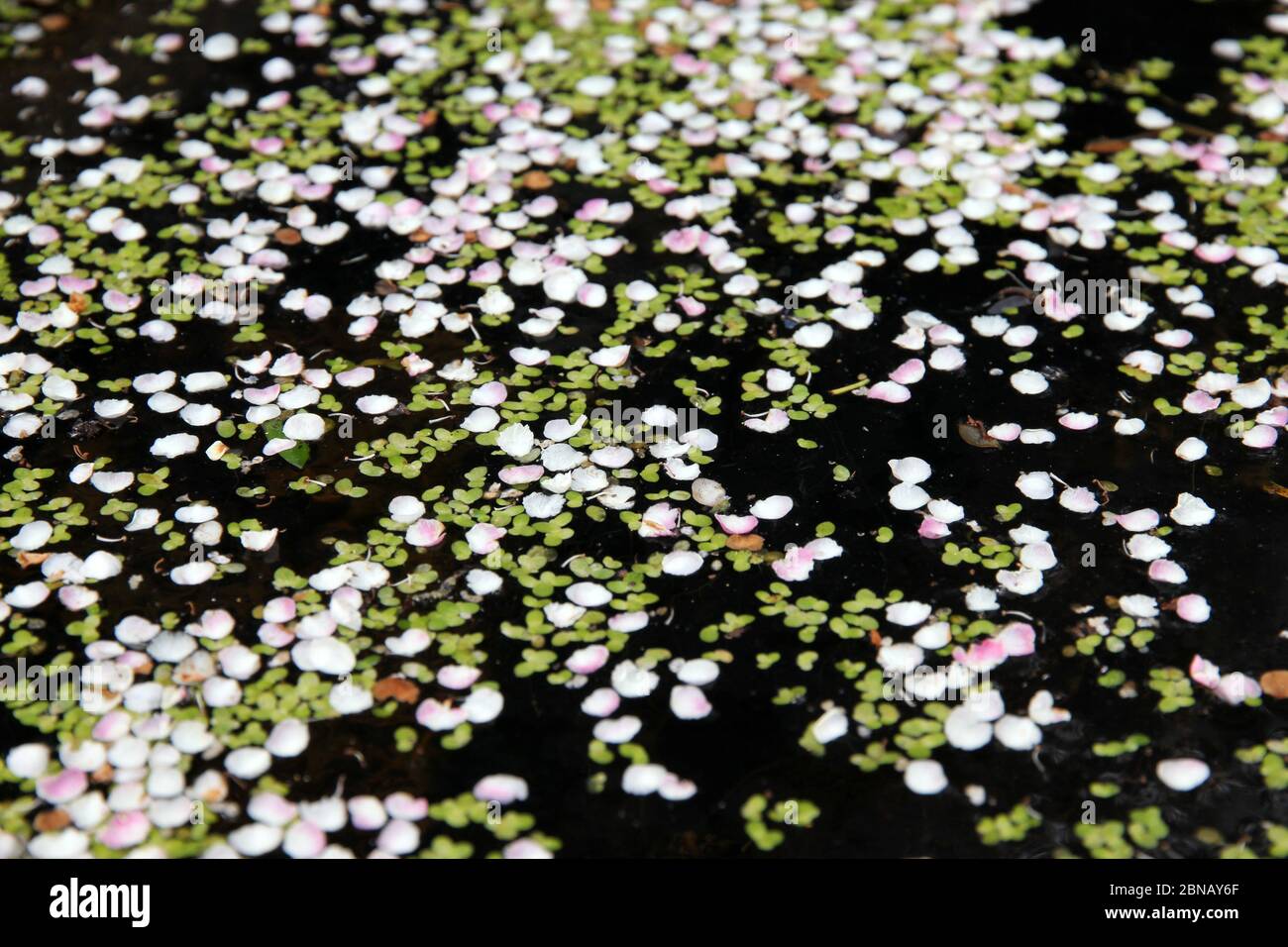 la primavera florece en el canal del ganado Foto de stock