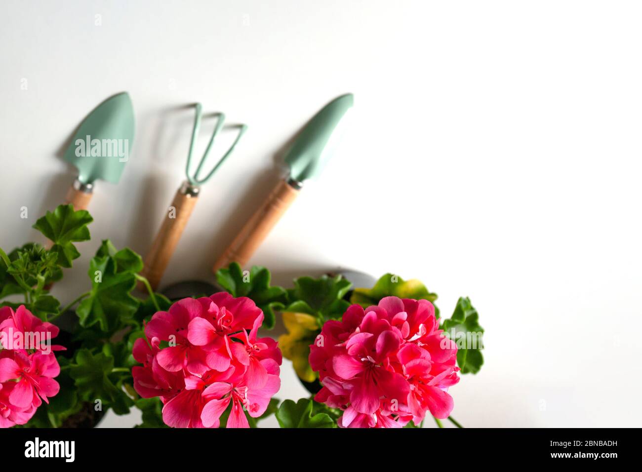 Flores de balcón rosa geranio, piso con herramientas de jardín. Temporada de siembra de primavera. Foto de stock