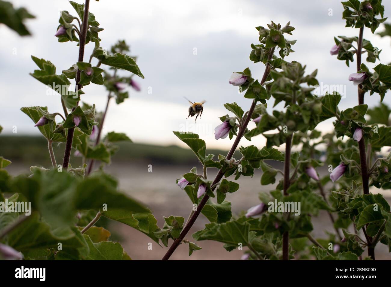 Planta de abejas y almiar Foto de stock