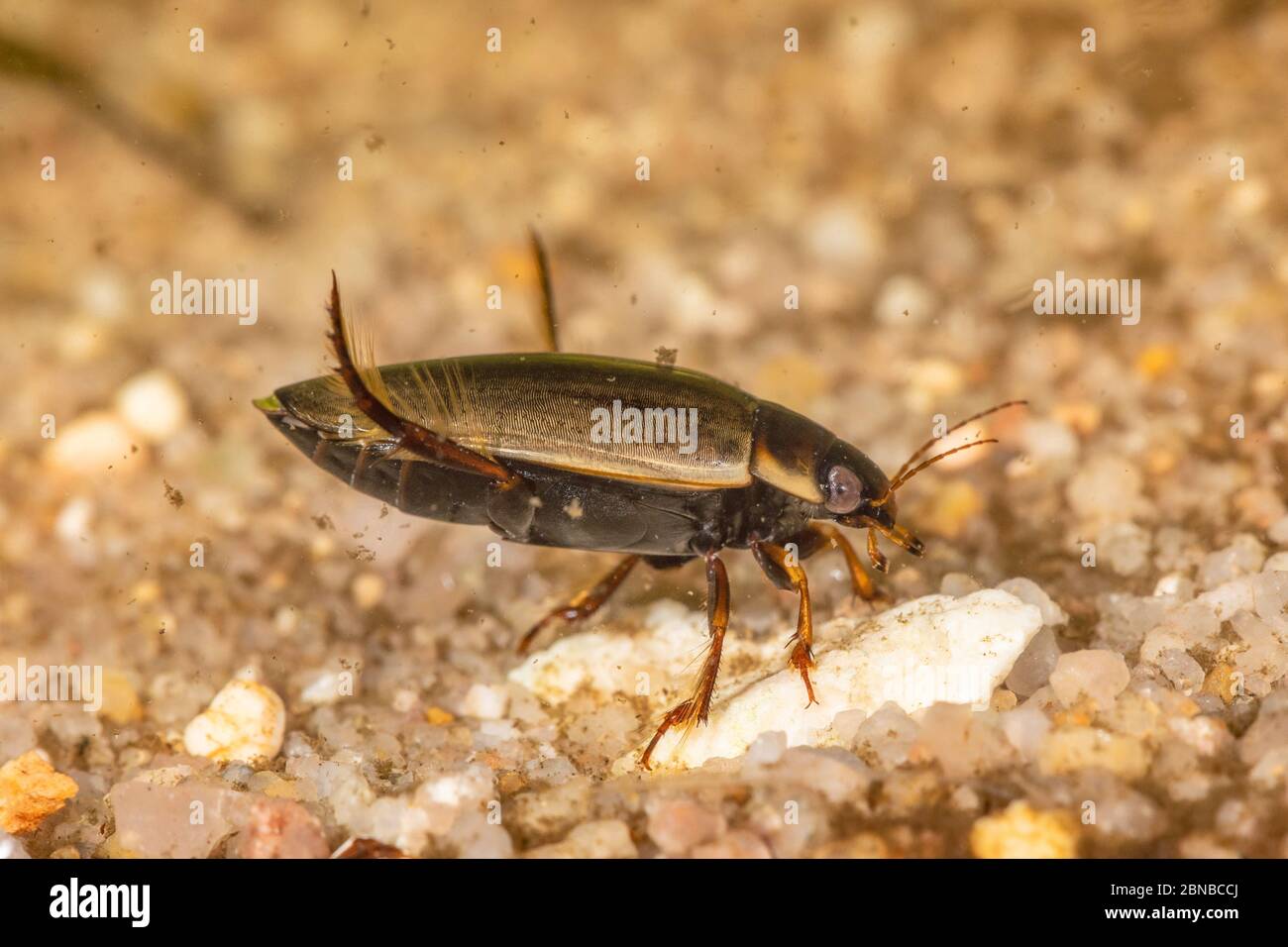 Escarabajo de buceo (Colymbetes fuscus), mujer, Alemania Foto de stock