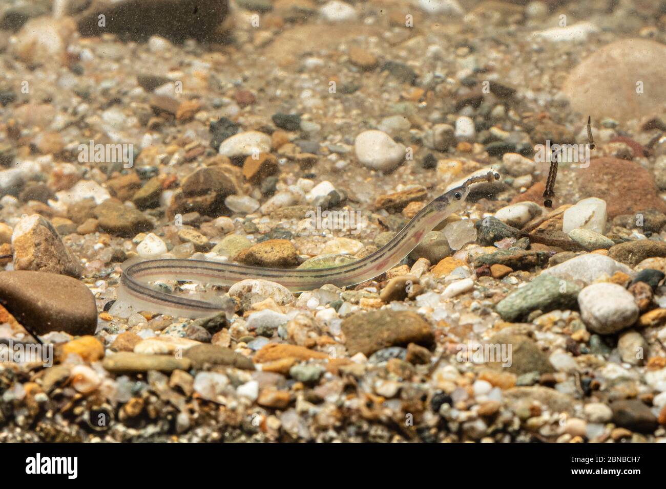 Anguila, anguila europea, anguila de río (Anguila anguila), anguila de vidrio sobre el fondo, Alemania Foto de stock