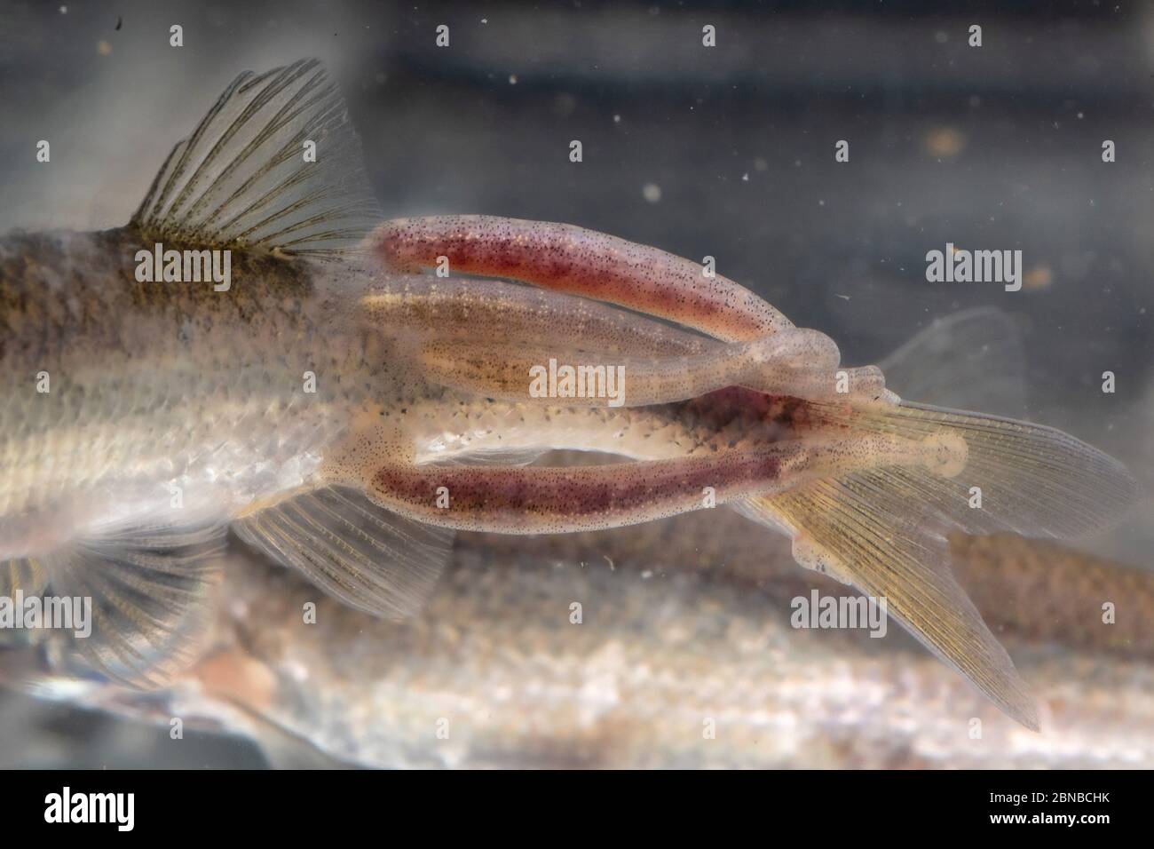 Leech común de los peces, leech de cola grande (Piscicola geométrica), algunos chupar un sol sombrío, Alemania Foto de stock