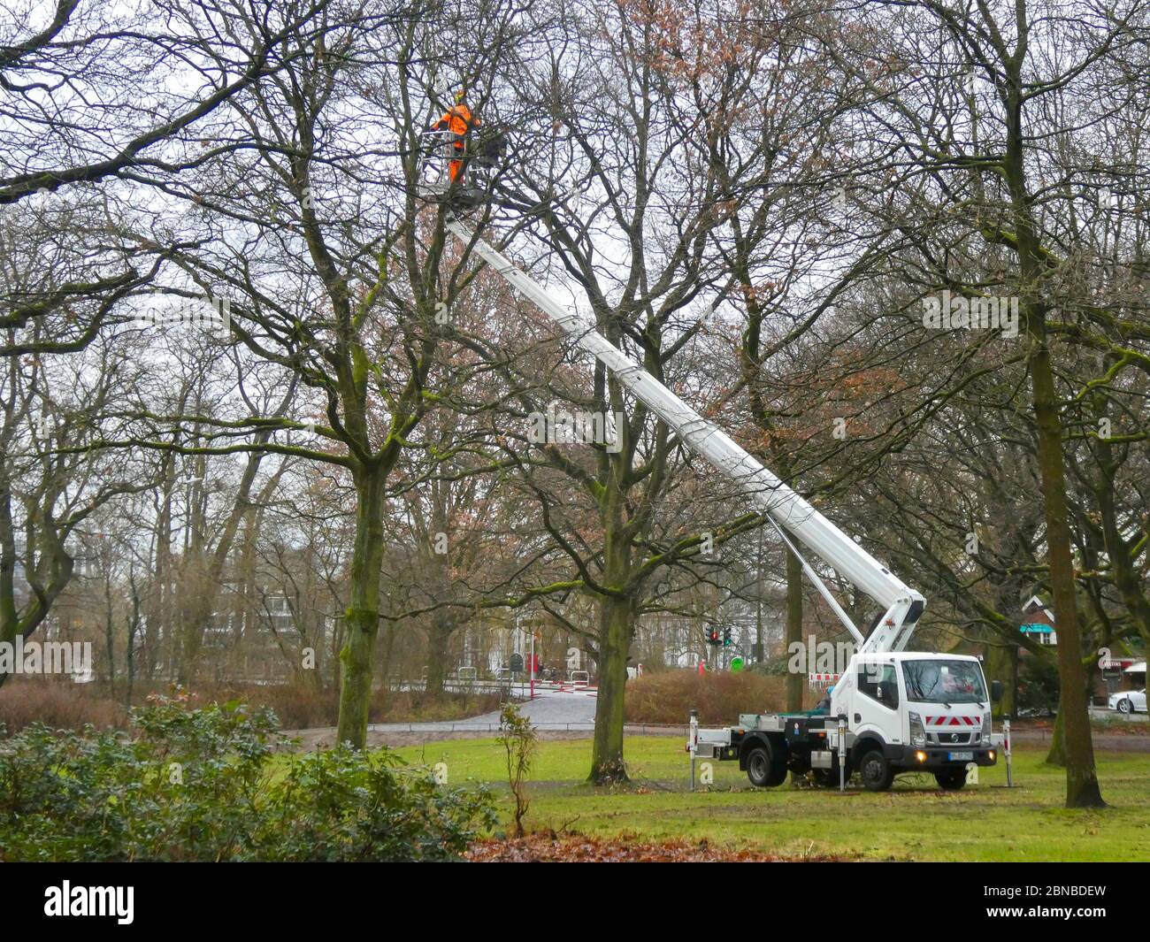 Árbol que pesa en el Eichenpark, Alemania, Hamburgo Foto de stock