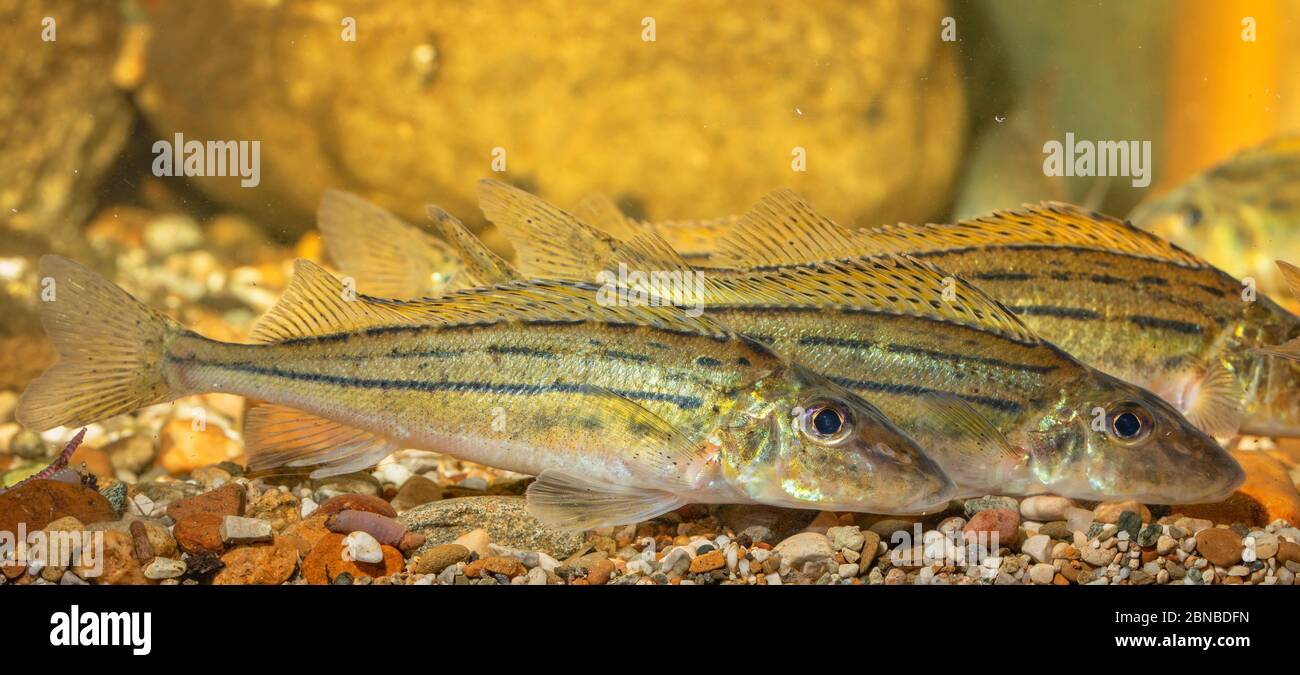 Ruffe de rayas, schraetzer, ruffe del Danubio (Gymnocephalus schraetzer, Gymnocephalus schraetser), pequeña escuela sobre guijarros Foto de stock