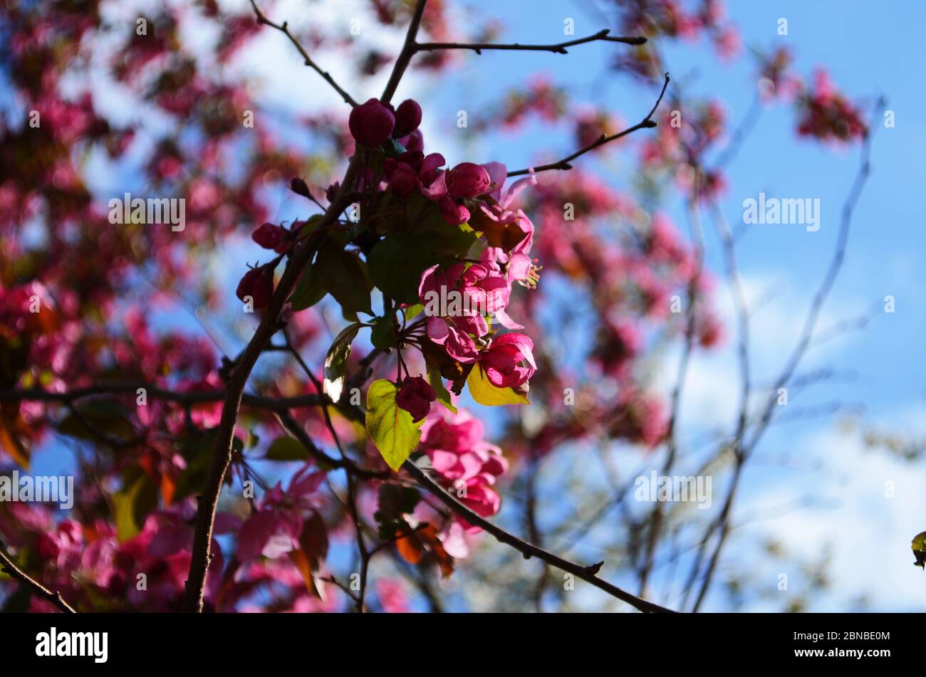 floreciendo el árbol de manzana paraíso - flores rojas y hojas del paraíso  de los árboles de manzana Fotografía de stock - Alamy