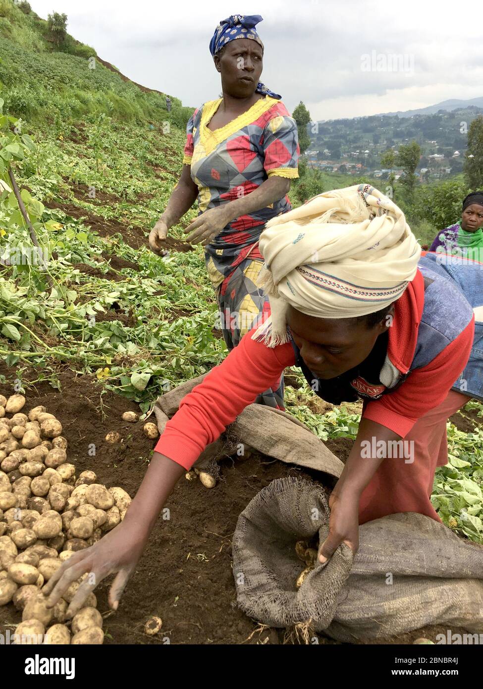 12 de julio de 2019 - Kisungu, Ruanda: Agricultores de subsistencia en África central, Ruanda, cosechando papas Foto de stock