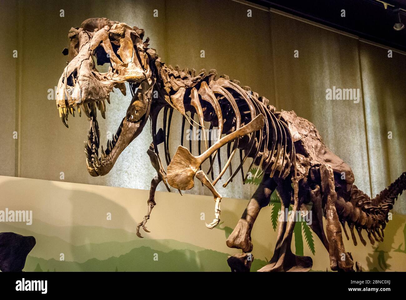 Tyrannosaurus Rex esqueleto fósil en el Museo de Historia Natural de Milán, Italia. T-rex es uno de los dinosaurios carnívoros más grandes de la tierra Foto de stock