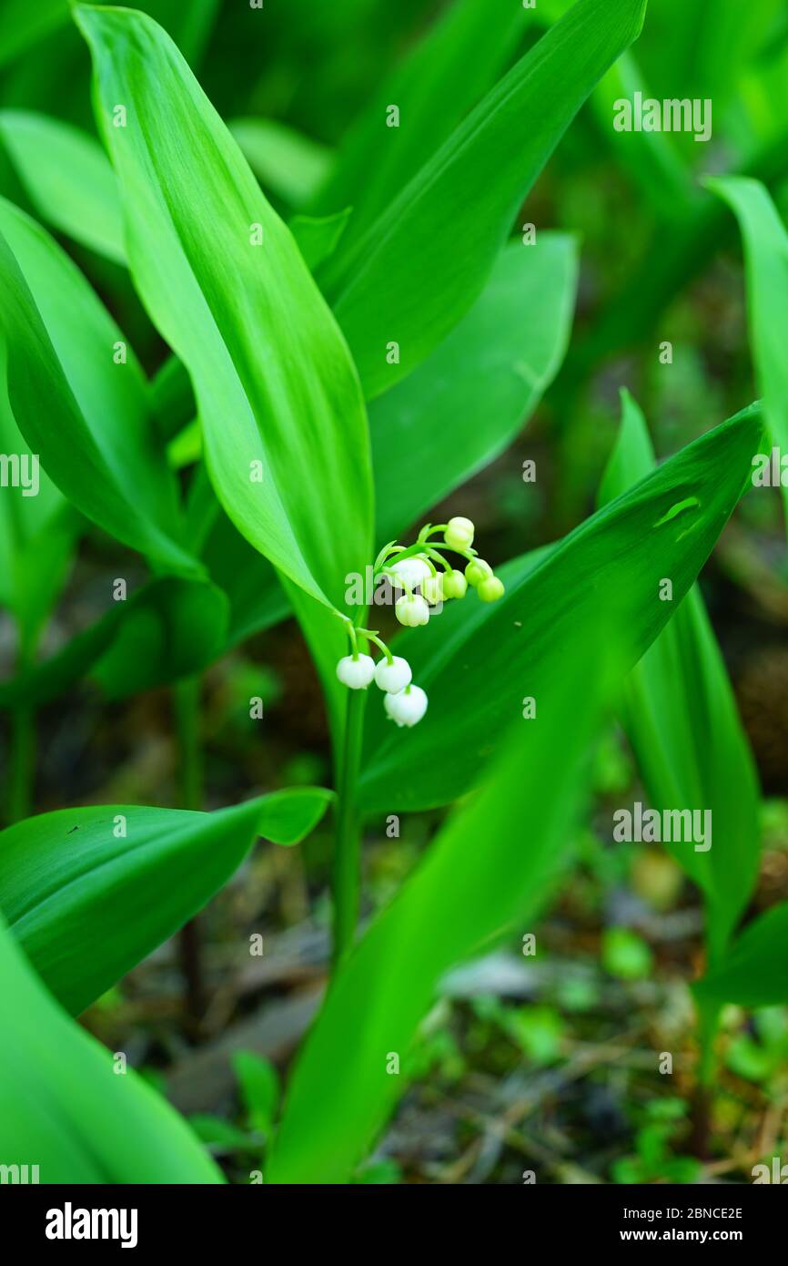 Fragantes tallos de lirio blanco de las campanas de flores del valle creciendo en el jardín de primavera Foto de stock