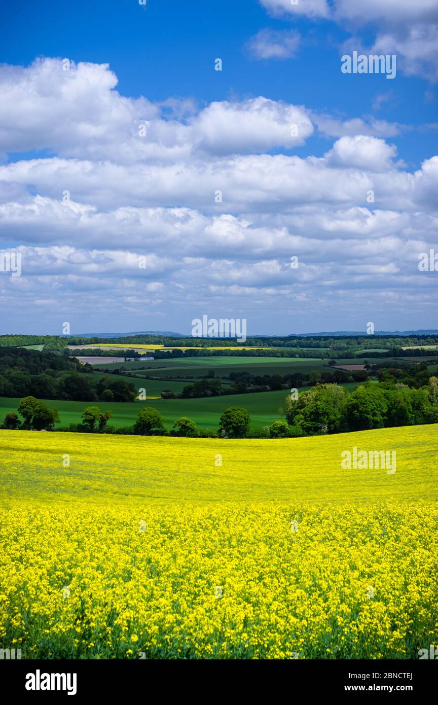 Un soleado día de primavera con vistas a los campos amarillos de colza/canola en el campo rural de Hampshire, Inglaterra. Foto de stock