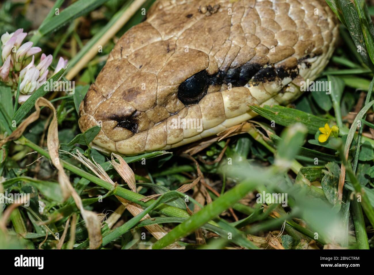 Macro de la especie de serpiente, ojo de reptil depredador, detalles de la piel, serpiente cervino Foto de stock