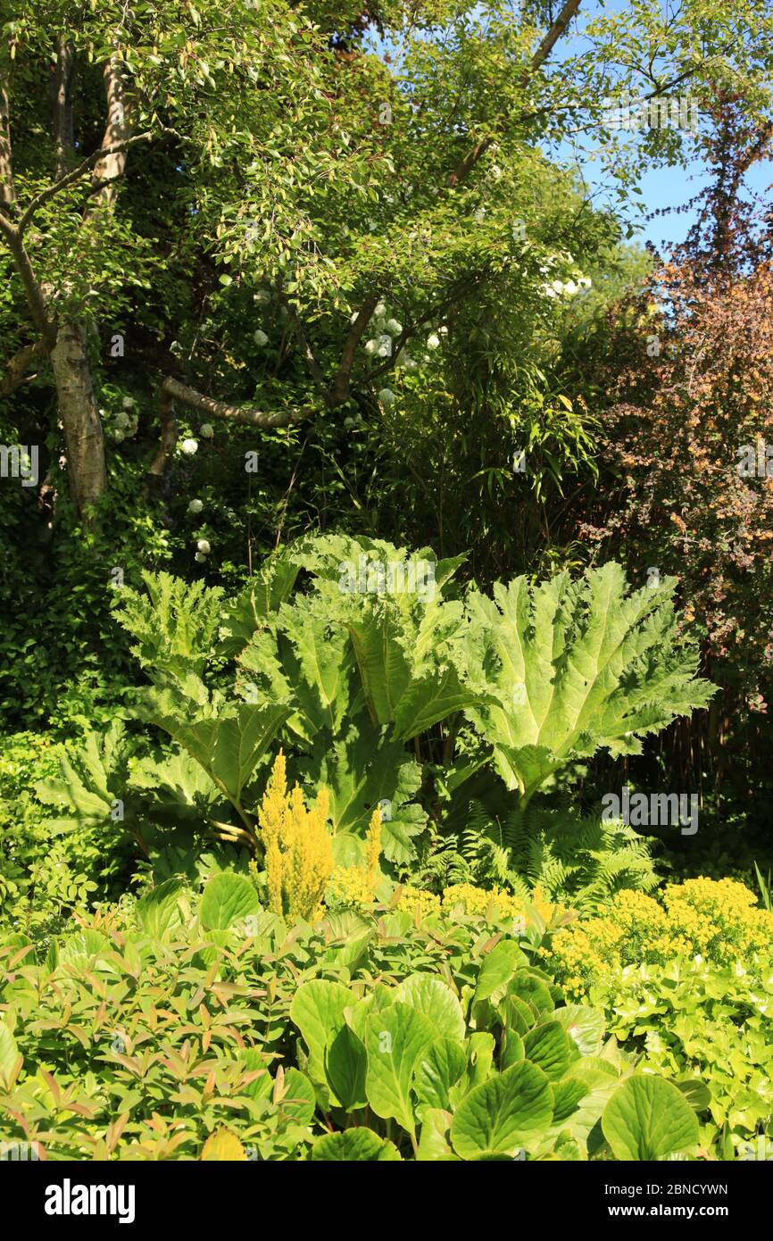 Planta de Gunnera manicata creciendo en un jardín británico. Foto de stock