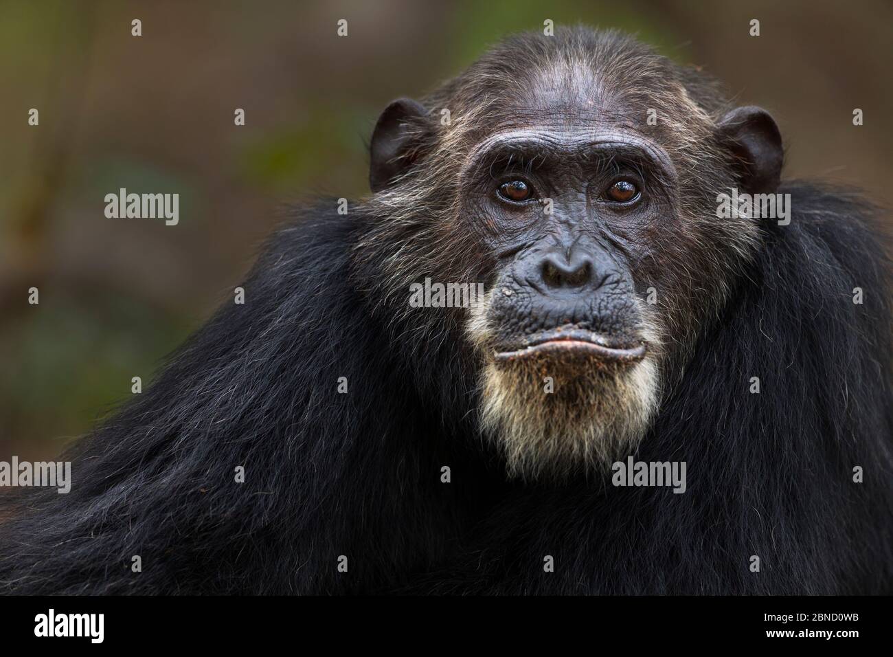 Chimpancé oriental (Pan troglodytes schweinfurtheii) macho 'Frodo' de 35 años de retrato. Parque Nacional Gombe, Tanzania. Foto de stock
